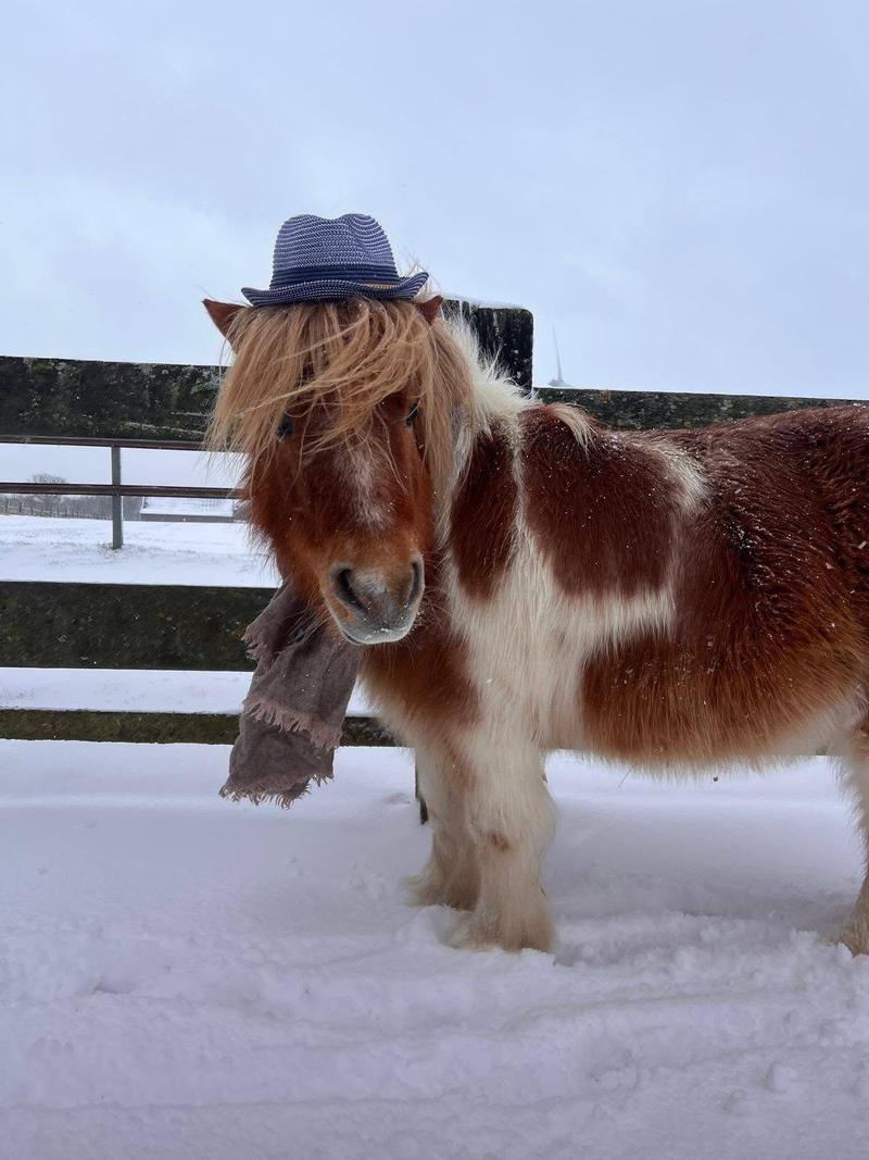 Ein geschecktes Pony mit Hut und Schal steht im Schnee am Zaun.