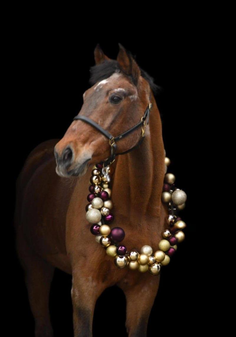 Ein braunes Pferd mit Weihnachtskugeln um den Hals vor dunklem Hintergrund.