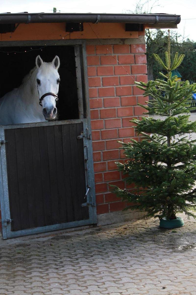 Ein Schimmel schaut über die Boxentür, daneben ein Tannenbaum.