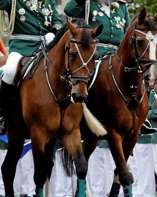 Zwei braune Pferde mit silbernem Zierzaumzeug und hellen Quasten, geritten von Reitern in grüner Schützenuniform mit Orden, bei einer Parade in der Stadt.