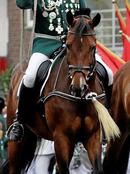 Braunes Pferd mit geschmücktem Zaumzeug und heller Quaste am Brustgeschirr, darauf ein Reiter in grüner Schützenuniform mit Orden, beim Schützenfest.