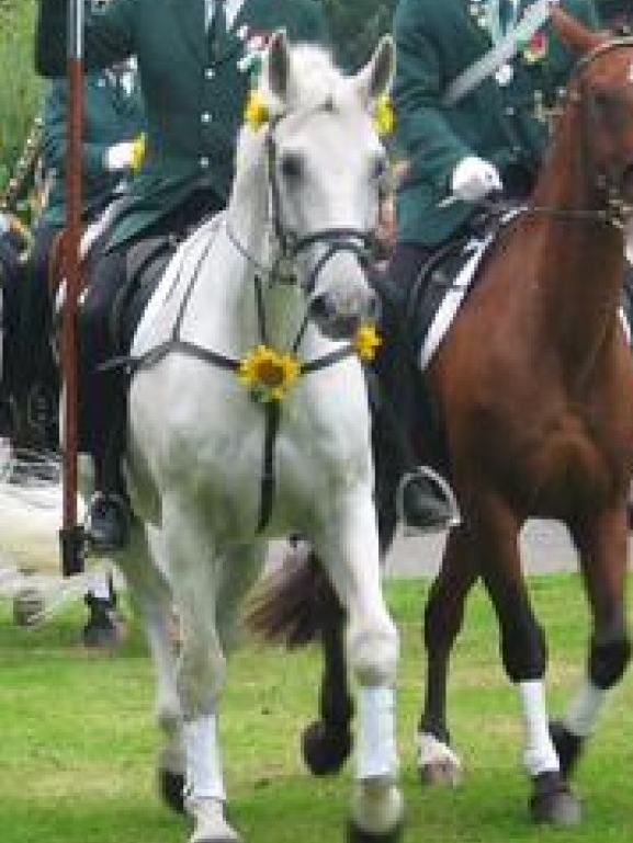 Schimmel mit Sonnenblumen am Zaumzeug im Trab über eine Wiese, daneben ein Fuchs, die Reiter in grüner Uniform.