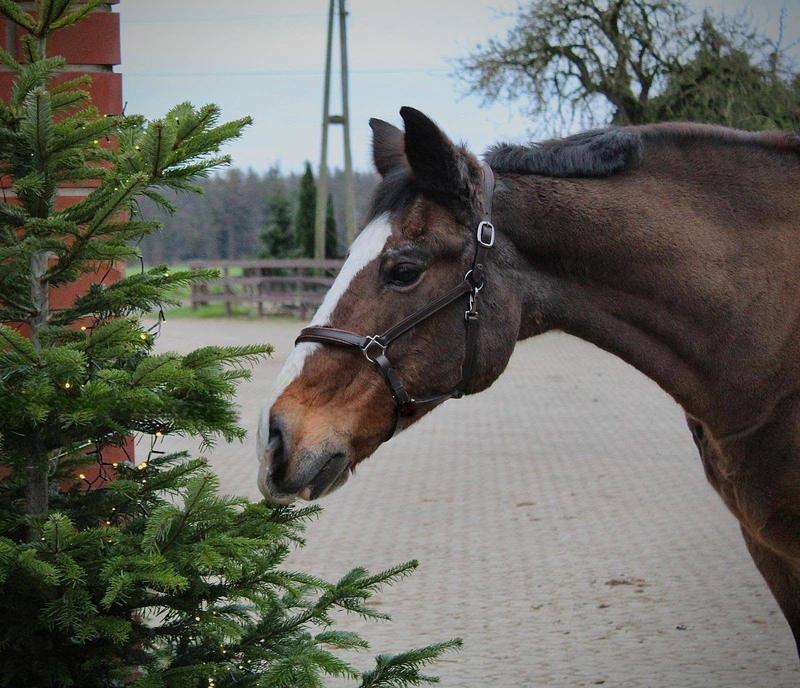 Ein braunes Pferd mit Blesse und Halfter auf dem gepflasterten Hof.